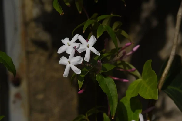Pink Jasmine Flowers Oleaceae Semi Evergreen Vine Sweet Scented White — Stock Fotó
