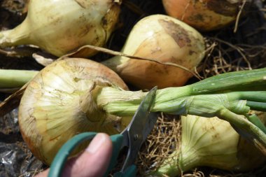 Harvesting onions in the vegetable garden. Onions can be harvested six months after planting. Harvest on a sunny day, cut the roots, dry in the field for 2-3 days, and hang in the shade for storage.