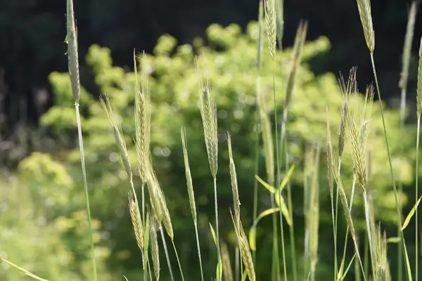 Rye Cultivation Poaceae Annual Plants Used Edible Ingredient Black Bread — Stock Fotó