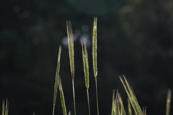 Rye Cultivation Poaceae Annual Plants Used Edible Ingredient Black Bread — ストック写真