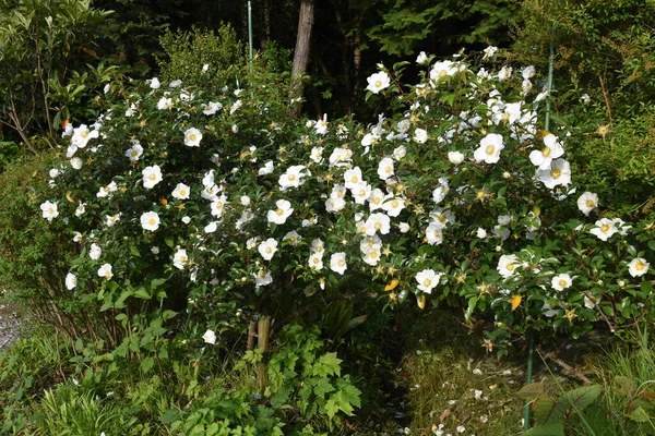 Cherokee Rosa Flores Rosaceae Arbusto Videira Sempre Verde Estação Floração — Fotografia de Stock