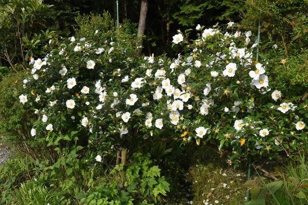 チェロキーバラの花 バラ科常緑蔓性低木 開花期は5月6月です — ストック写真