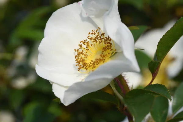 Cherokee Rose Flowers Rosaceae Evergreen Vine Shrub Flowering Season May — Stock Photo, Image