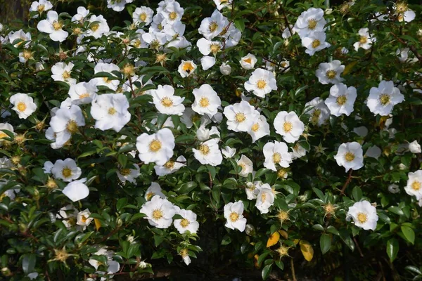 Cherokee Rose Flowers Rosaceae Evergreen Vine Shrub Flowering Season May — Stock Photo, Image