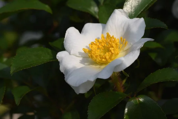 Cherokee Rose Flowers Rosaceae Evergreen Vine Shrub Flowering Season May — Stock Fotó