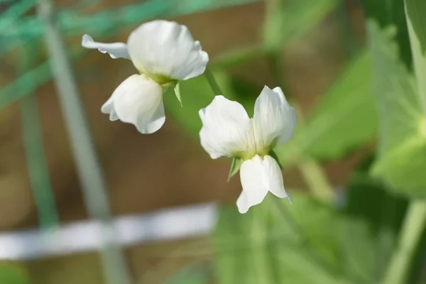 Harvesting Snow Peas Sowing Late Autumn Winter Can Harvested Two — Photo