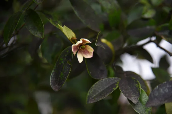 Магнолия Фиго Banana Shrub Цветет Вечно Зеленом Дереве Мая Июнь — стоковое фото