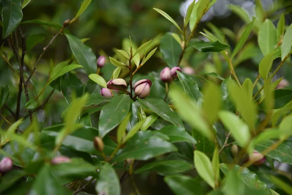 Magnolia Figo Krzew Bananowy Kwiaty Magnoliaceae Wiecznie Zielone Drzewo Maja — Zdjęcie stockowe