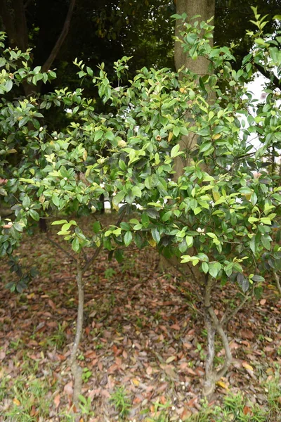 Fleurs Magnolia Figo Bananier Magnoliaceae Arbre Sempervirent Mai Juin Fleurs — Photo