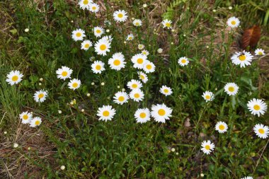 Bataklık kasımpatı çiçekleri. Asteraceae bitkileri. Çiçek mevsimi uzundur ve kıştan yaza kadar çiçeklerin tadını çıkarabilirsiniz..
