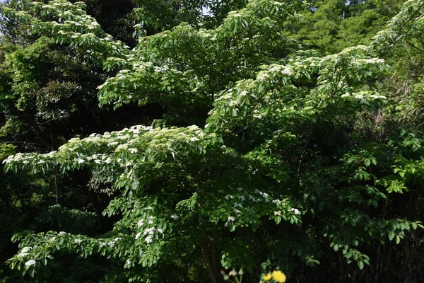 Swida Controversa Cornus Controversa Flowers Cornaceae Deciduous Tree Many Four — Zdjęcie stockowe