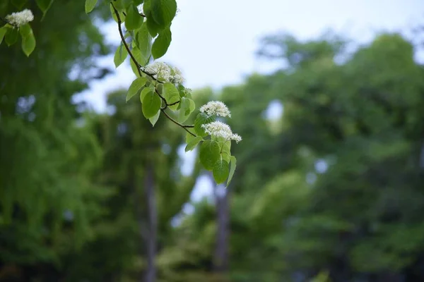 Swida Controversa Cornus Controversa Flowers Cornaceae Deciduous Tree Many Four — Stock Photo, Image