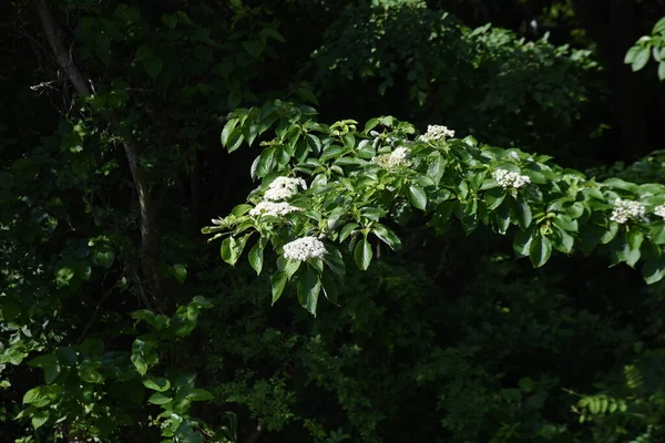 Swida Controversa Cornus Controversa Flowers Cornaceae Deciduous Tree Many Four — Fotografia de Stock