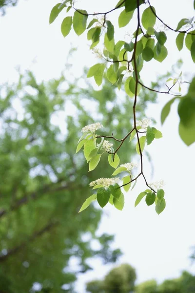 Swida Controversa Cornus Controversa Flowers Cornaceae Deciduous Tree Many Four – stockfoto