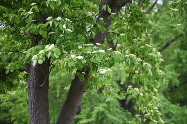 Swida Controversa Cornus Controversa Flowers Cornaceae Deciduous Tree Many Four — Fotografia de Stock