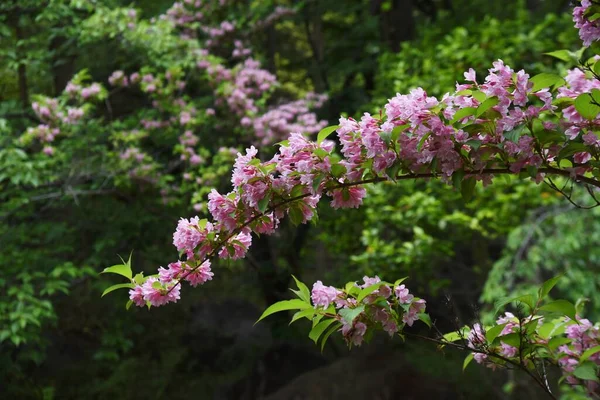 Japanese Weigela Weigela Hortensis Flowers Full Bloom Japanese Style Garden — Stock Photo, Image