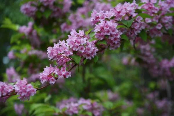 Japon Weigela (Weigela hortensis) çiçekleri Japon tarzı bahçede çiçek açar. Caprifoliaceae yaprak döken çalı. Pembe huni şeklindeki çiçekler Mayıs 'tan Temmuz' a kadar açar..