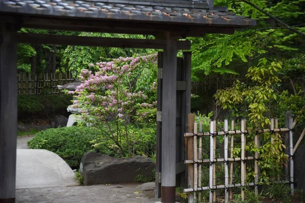 Fiori Weigela Weigela Hortensis Giapponesi Piena Fioritura Nel Giardino Stile — Foto Stock