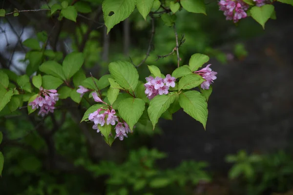 Weigela Japonesa Weigela Hortensis Flores Plena Floración Jardín Estilo Japonés —  Fotos de Stock