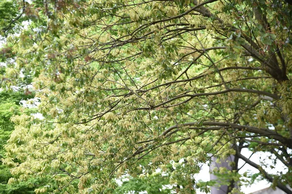 Bamboo Leafed Oak Quercus Myrsinifolia Fresh Green Fagaceae Evergreen Tree — Stockfoto