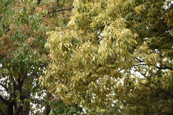 Bambusblättrige Eiche Quercus Myrsinifolia Frischgrün Fagaceae Immergrüner Baum Die Blütezeit — Stockfoto