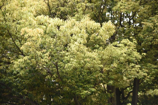 Chêne Feuilles Bambou Quercus Myrsinifolia Vert Frais Fagaceae Arbre Sempervirent — Photo