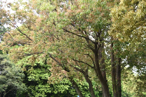 Дуб Листя Бамбука Quercus Msinifolia Свіжий Зелений Фагові Вічнозелене Дерево — стокове фото