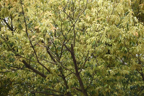 竹叶橡木 Quercus Myrsinifolia 新鲜绿色 花科常绿树 开花季节为4月至5月 从10月至11月成熟 — 图库照片