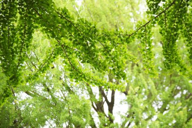 Yazın başında parktaki Ginkgo ağacı.