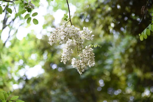 False Acacia Flowers Legumes May June White Butterfly Shaped Flowers — Stock Photo, Image