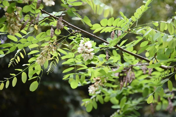 False Acacia Flowers Legumes May June White Butterfly Shaped Flowers — 스톡 사진