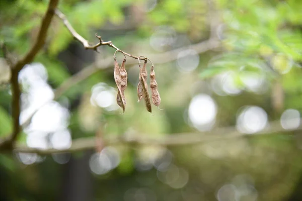 False Acacia Flowers Legumes May June White Butterfly Shaped Flowers — Stock Photo, Image