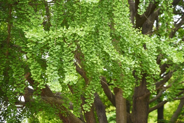Ginkgo Árvore Parque Início Verão — Fotografia de Stock