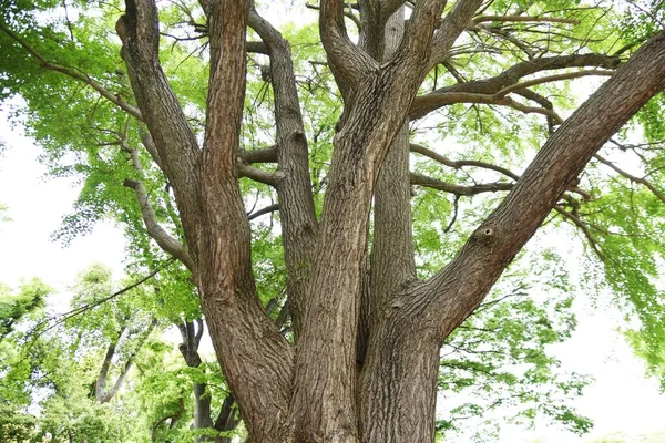 Ginkgo Träd Parken Början Sommaren — Stockfoto
