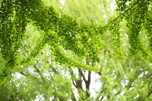 Yazın başında parktaki Ginkgo ağacı.