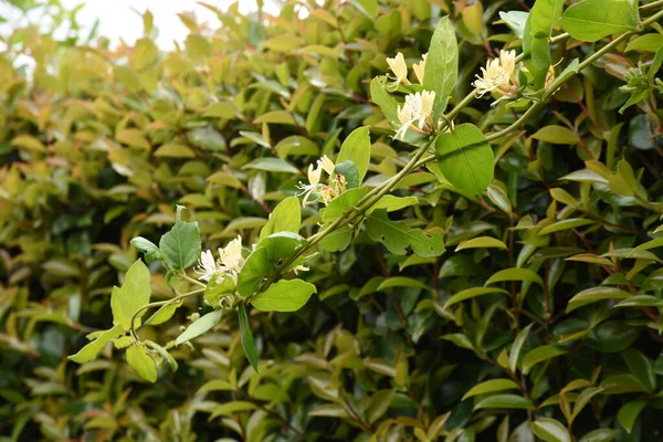 Japanese Honeysuckle Flowers Caprifoliaceae Evergreen Vine Shrub Flowering Season May — Fotografia de Stock