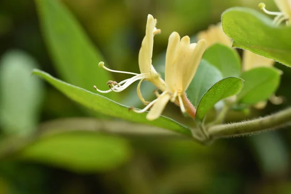 Japanese Honeysuckle Flowers Caprifoliaceae Evergreen Vine Shrub Flowering Season May — Foto Stock