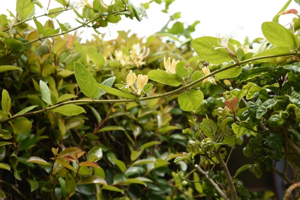 Japanese Honeysuckle Flowers Caprifoliaceae Evergreen Vine Shrub Flowering Season May — Stock Photo, Image