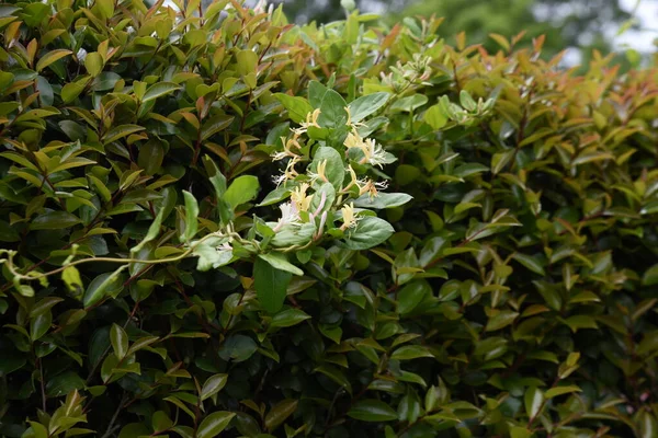 Japanese Honeysuckle Flowers Caprifoliaceae Evergreen Vine Shrub Flowering Season May — Zdjęcie stockowe