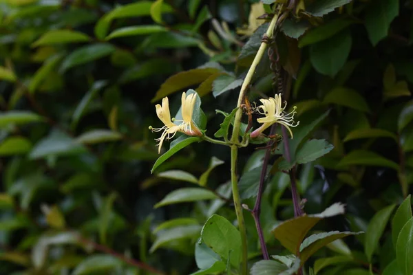 Japanese Honeysuckle Flowers Caprifoliaceae Evergreen Vine Shrub Flowering Season May — Stok fotoğraf