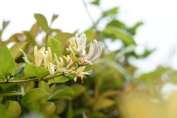 Japanese Honeysuckle Flowers Caprifoliaceae Evergreen Vine Shrub Flowering Season May — стоковое фото