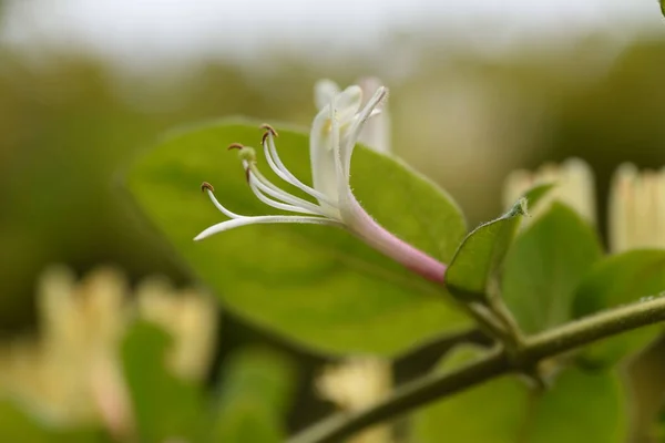 Fiori Caprifoglio Giapponesi Arbusto Vite Sempreverde Caprifoliaceae Stagione Della Fioritura — Foto Stock