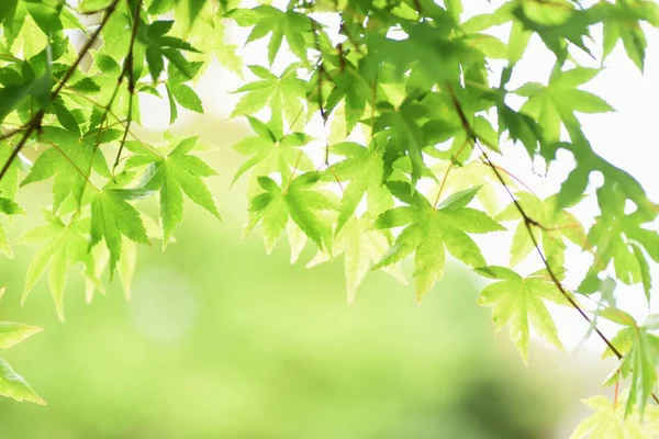 Japon akçaağaç taze yeşil yapraklar. Yaz başı mevsimsel arka plan materyali.