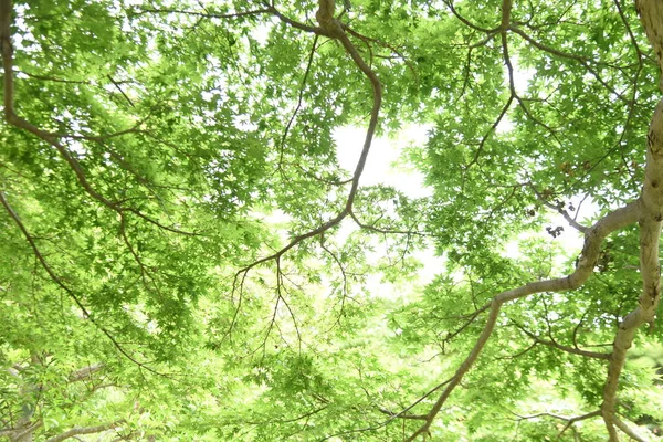 Japanese Maple Fresh Green Leaves Early Summer Seasonal Background Material — Fotografia de Stock