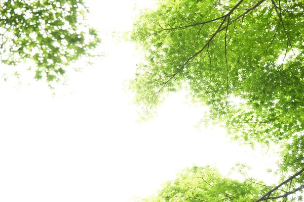 Japanese Maple Fresh Green Leaves Early Summer Seasonal Background Material —  Fotos de Stock