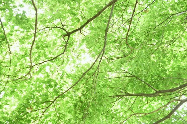 Japon akçaağaç taze yeşil yapraklar. Yaz başı mevsimsel arka plan materyali.