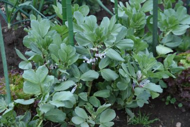 Sebze bahçesinde Fava fasulyesi yetiştirme ve hasat etme. Tohumları ekim ayında ekin ve kapsüller bahar çiçeklenmesinden yaklaşık 40 gün sonra aşağı doğru döndüklerinde hasat edin..