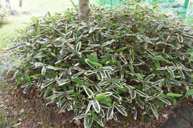 Kuma bambu otu (Sasa veitchii). Poaceae hep yeşil bambu. Güçlü bir bakteriyel etkisi vardır ve sağlıklı gıdalar ve tıbbi amaçlar için kullanılır..