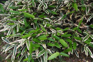 Kuma bambu otu (Sasa veitchii). Poaceae hep yeşil bambu. Güçlü bir bakteriyel etkisi vardır ve sağlıklı gıdalar ve tıbbi amaçlar için kullanılır..