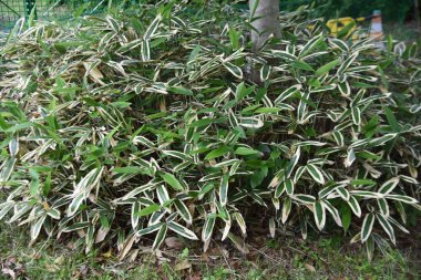 Kuma bambu otu (Sasa veitchii). Poaceae hep yeşil bambu. Güçlü bir bakteriyel etkisi vardır ve sağlıklı gıdalar ve tıbbi amaçlar için kullanılır..